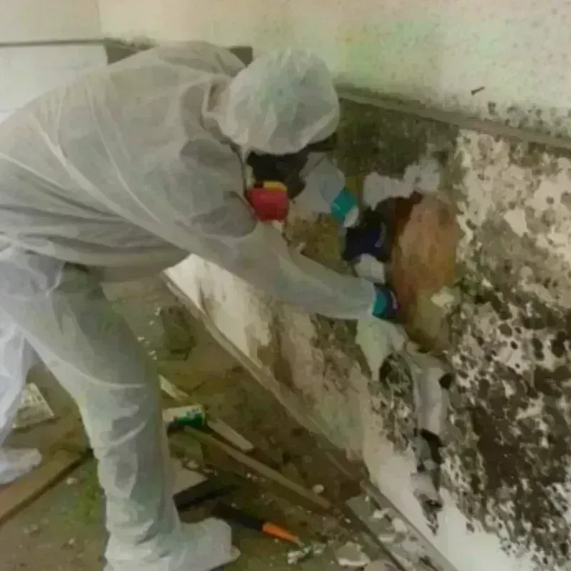 Mold Remediation and Removal in Leakesville, MS